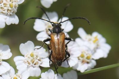 <i>Pseudovadonia livida</i>