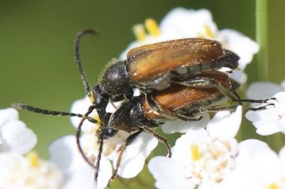 <i>Pseudovadonia livida</i>