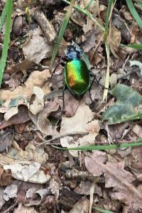 <i>Calosoma sycophanta</i>