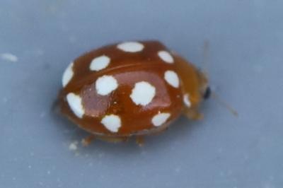 <i>Vibidia duodecimguttata</i>