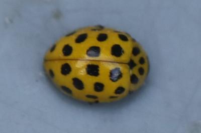<i>Psyllobora vigintiduopunctata</i>
