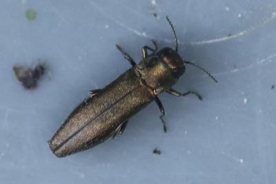 <i>Agrilus</i>