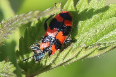 <i>Trichodes alvearius</i>