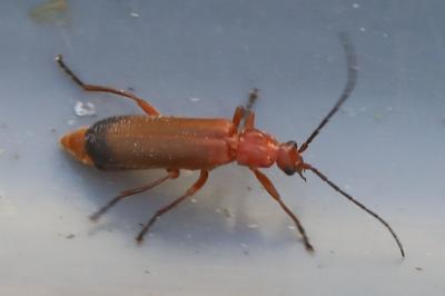 <i>Rhagonycha fulva</i>
