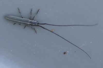 <i>Calamobius filum</i>