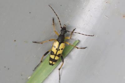 <i>Rutpela maculata</i>