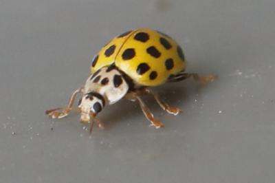 <i>Psyllobora vigintiduopunctata</i>