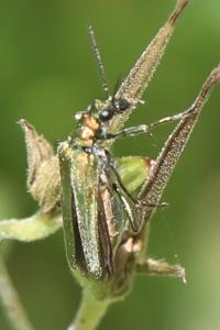 <i>Oedemera nobilis</i>