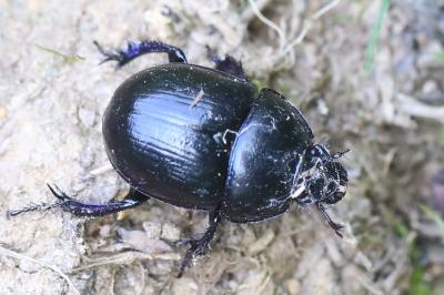 <i>Anoplotrupes stercorosus</i>