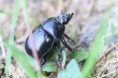 <i>Anoplotrupes stercorosus</i>