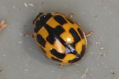Coccinelle à damier