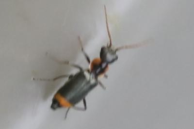 <i>Axinotarsus marginalis</i>