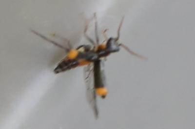 <i>Axinotarsus marginalis</i>