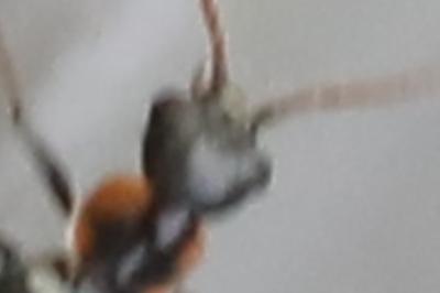 <i>Axinotarsus marginalis</i>