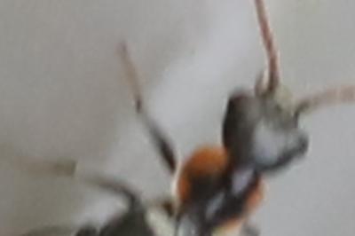 <i>Axinotarsus marginalis</i>