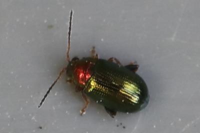 <i>Crepidodera aurata</i>