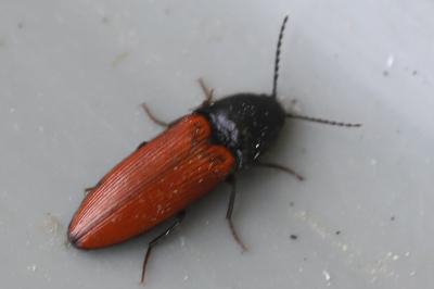 <i>Ampedus</i>