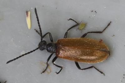 <i>Lagria hirta</i>