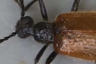 <i>Lagria hirta</i>