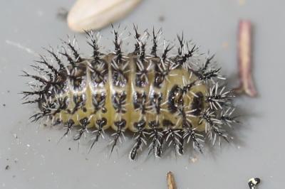 <i>Henosepilachna argus</i>