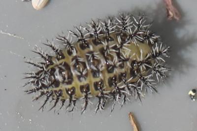 <i>Henosepilachna argus</i>