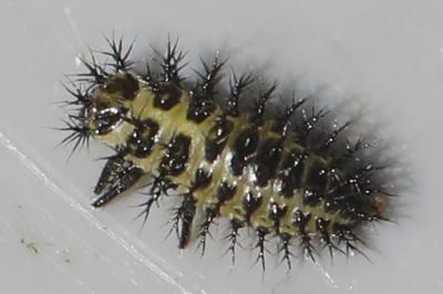 <i>Henosepilachna argus</i>