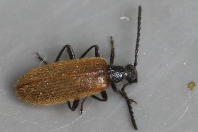 <i>Lagria hirta</i>
