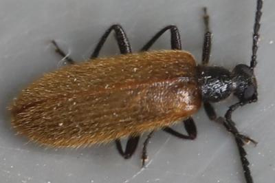 <i>Lagria hirta</i>