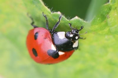 <i>Coccinella septempunctata</i>
