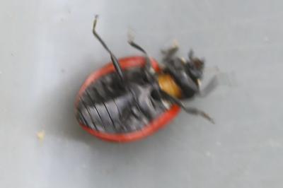<i>Coccinella septempunctata</i>
