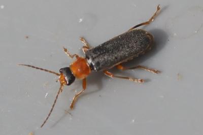 <i>Cantharis lateralis</i>