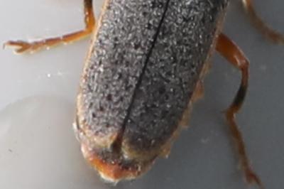 <i>Cantharis lateralis</i>