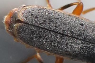 <i>Cantharis lateralis</i>