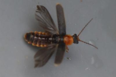 <i>Cantharis lateralis</i>