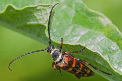 <i>Leptura aurulenta</i>