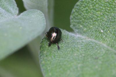 <i>Chrysolina americana</i>