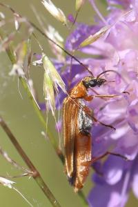 <i>Oedemera podagrariae</i>