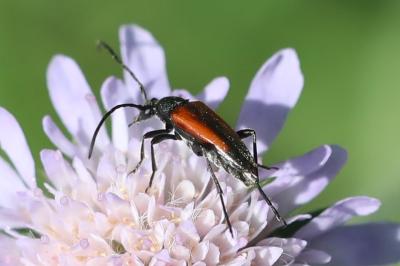 <i>Stenurella melanura</i>