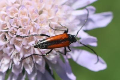 <i>Stenurella melanura</i>