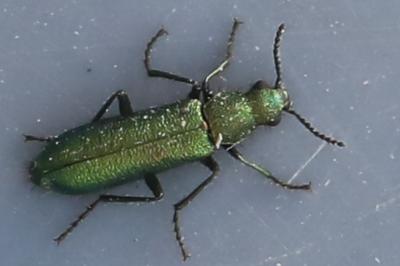 <i>Psilothrix viridicoerulea</i>