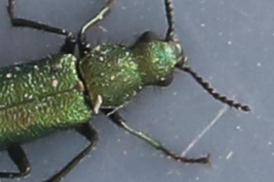 <i>Psilothrix viridicoerulea</i>