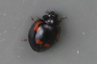 <i>Exochomus quadripustulatus</i>