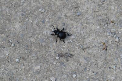 <i>Timarcha tenebricosa</i>