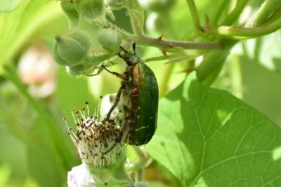 <i>Cetonia aurata</i>