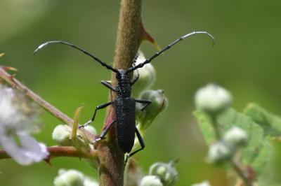<i>Cerambyx scopolii</i>