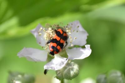 <i>Trichodes alvearius</i>
