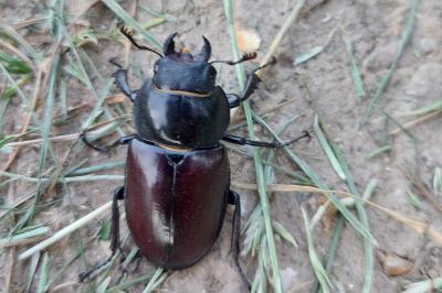 <i>Lucanus cervus</i>