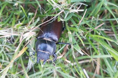 <i>Lucanus cervus</i>