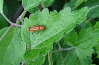 <i>Rhagonycha fulva</i>