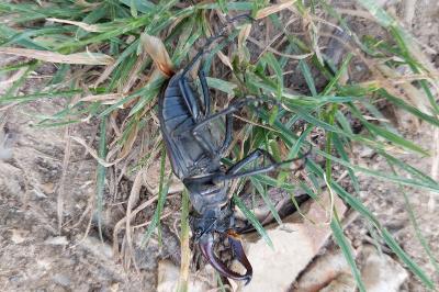 <i>Lucanus cervus</i>